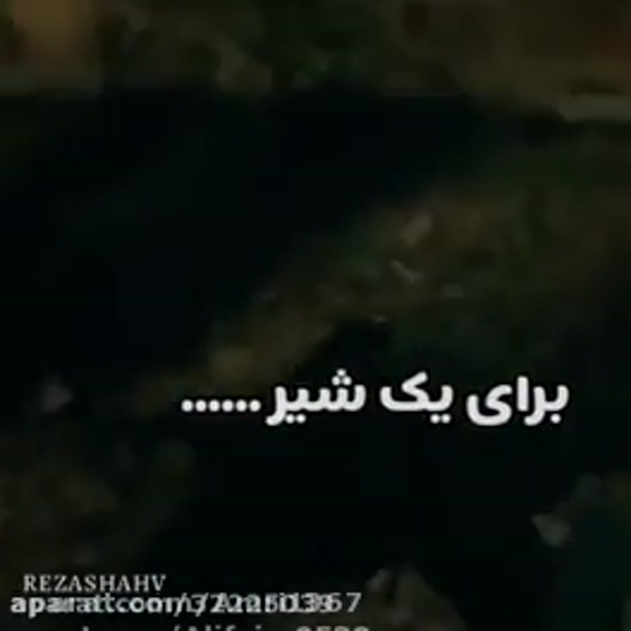 برای یک شیر همه جا مث جنگه(&bu...