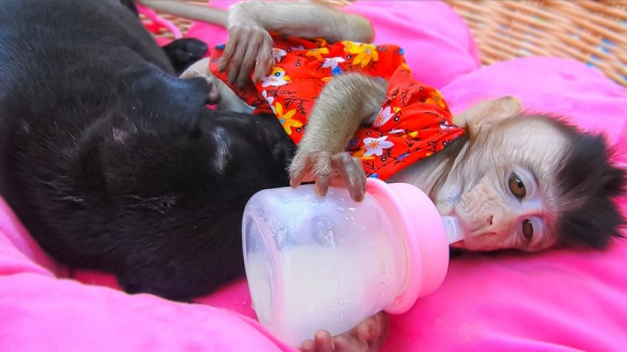 شیطنتهای میمون بامزه و سگ کوچو...