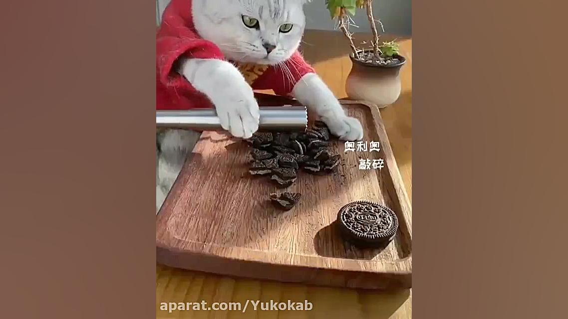 دسر گربه خوشگل