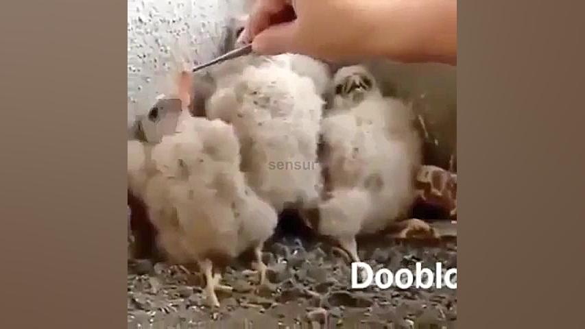 کمدی بچه عقاب ها