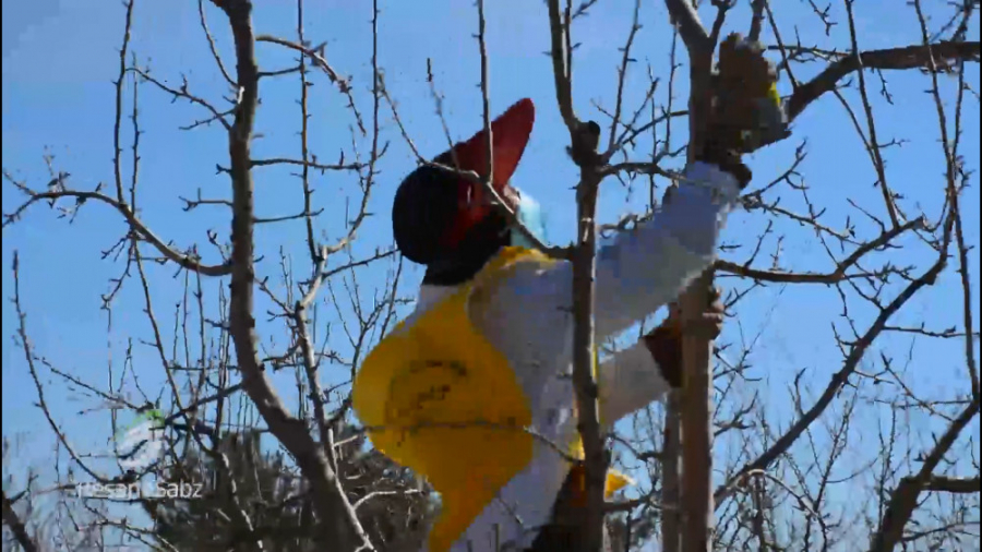 اهمیت هرس درختان  تلاش سبز