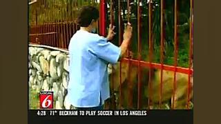 دوستی مرد چینی با شیر