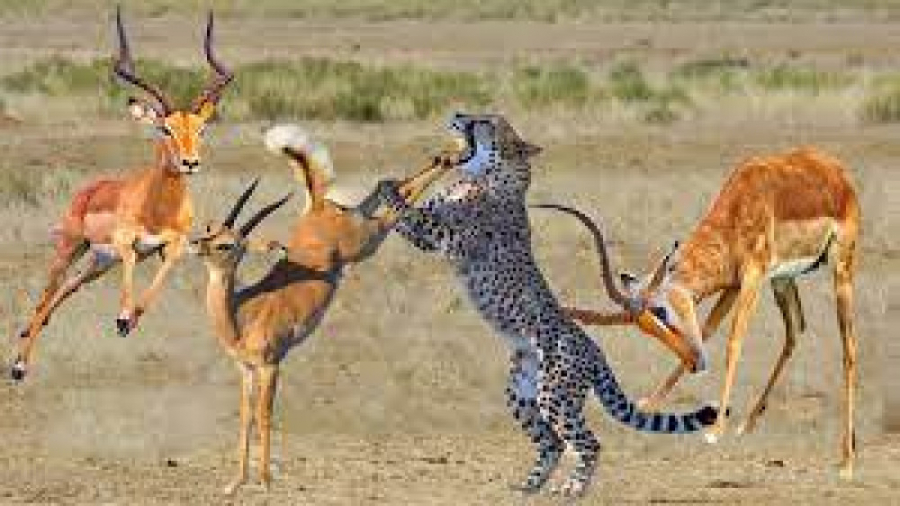 حیات وحش، اشتباه مرگبار یوزپلن...