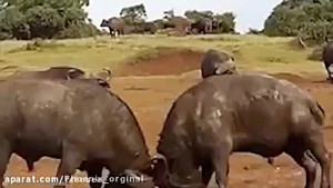 قدرتمندترین حیوانات آفریقایی د...