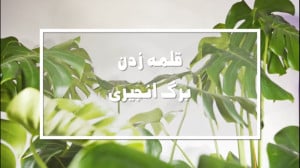 آموزش نحوه قلمه زدن و تکثیر گی...