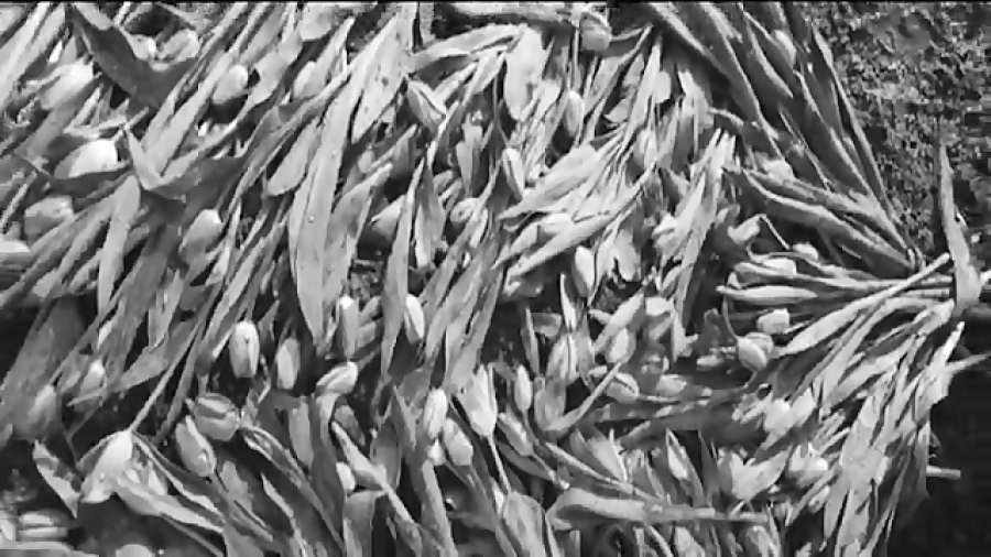 قطعه ای از فیلم روسی درباره ما...