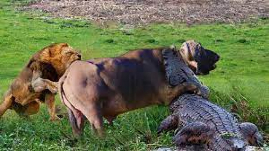 حیات وحش، بوفالو در مقابل شکار...