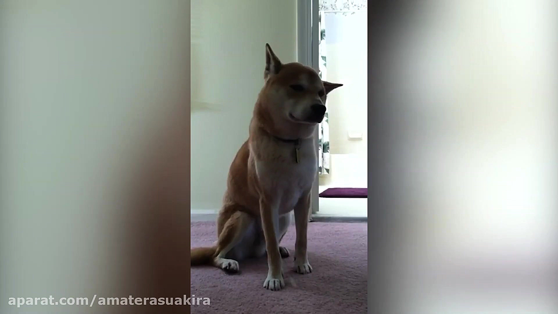 آکیتا یا شیبا اینو ؟