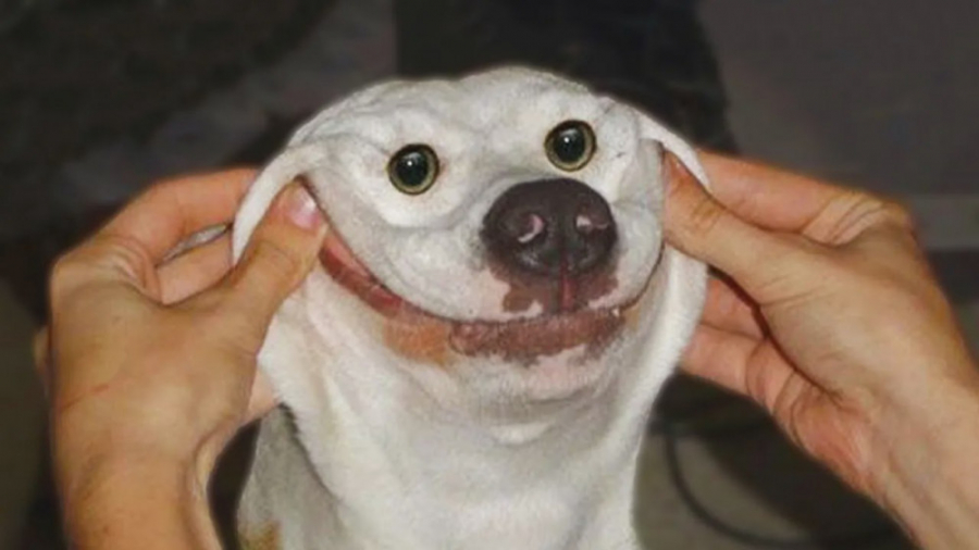 حیوانات خانگی  فیلم خنده دار س...