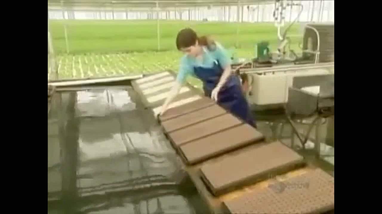 روش جدید کاشت کاهو !