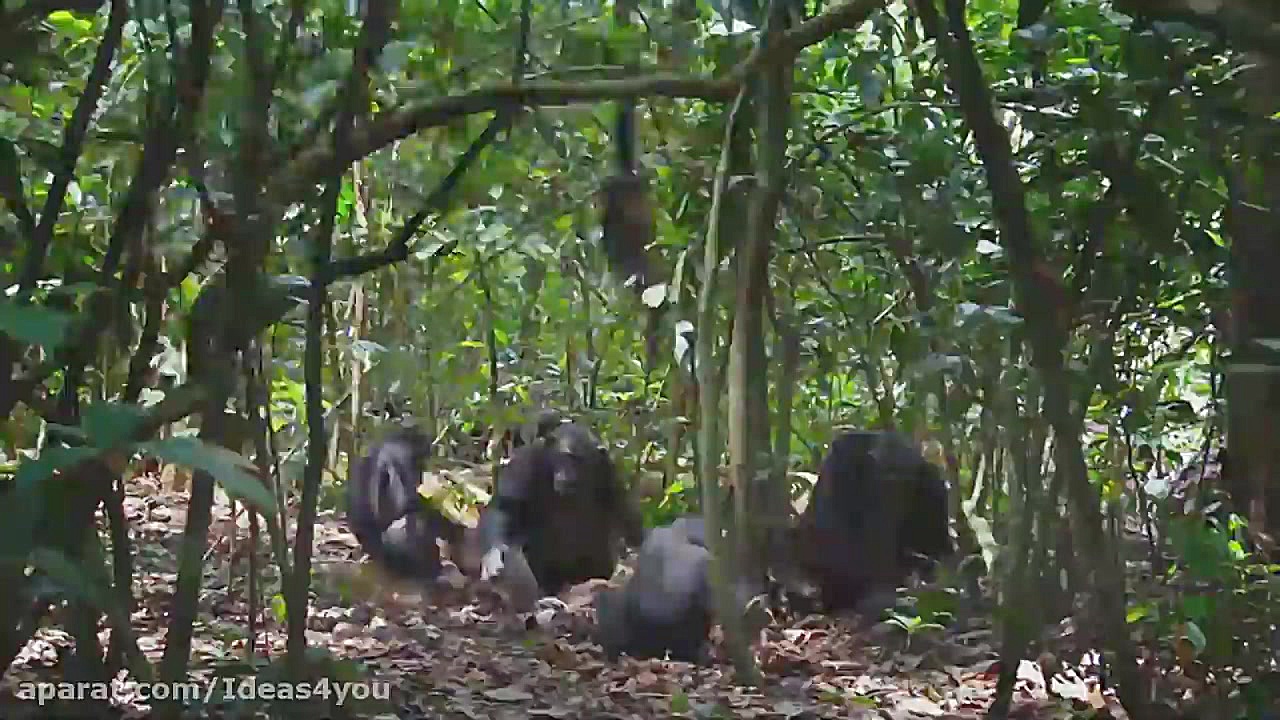 مستند شانپانزه Chimpanzee 2012...