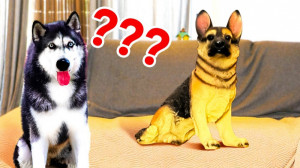 خنده دارترین شوخی های سگها و گ...