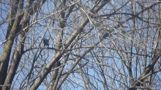 شکارتوسط سلاح بادی(اسلوموشن 9)