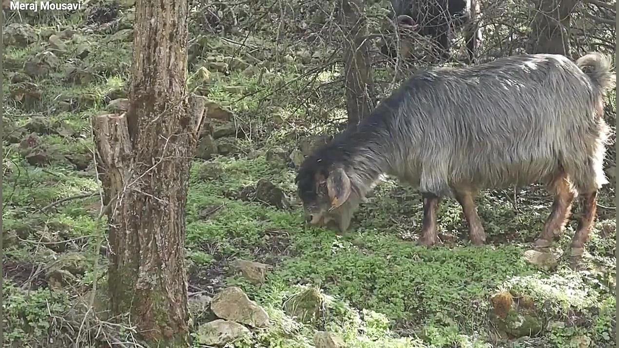 طرز تهیه آبگوشت سنتی یا دیزی د...