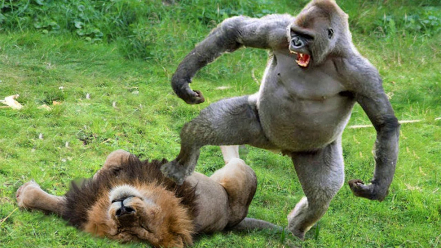 حیات وحش، نبرد قدرتمندها از شی...