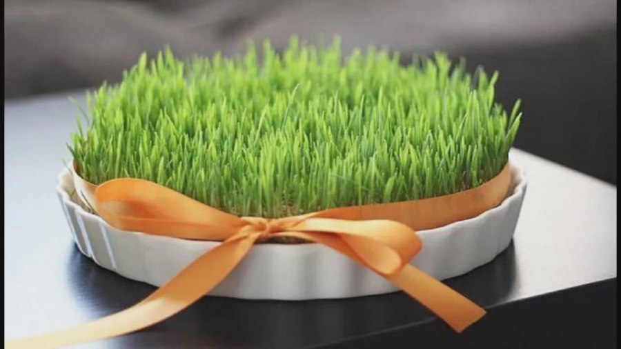 درست کردن سبزه عید | هفت سین