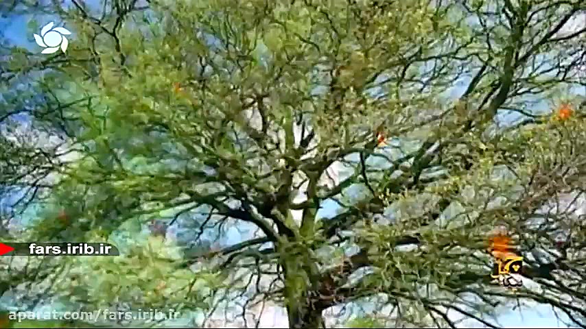 ترانه زیبای " آرزو کردم &...