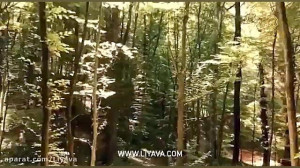 جنگل بلگراد در شهر استانبول