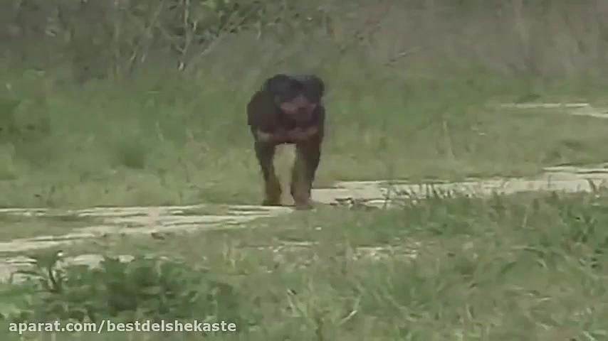 10 نژاد سگ قدرتمند در جهان