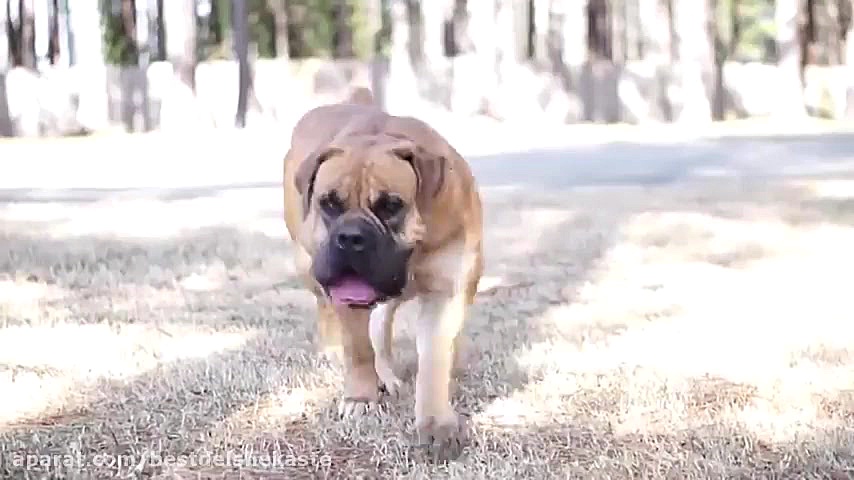 قدرتمندترین نژادهای سگ در جهان