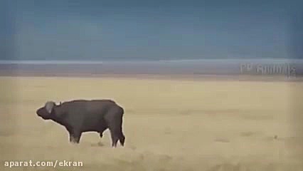 گاو میش بسیار قوی شیر را انداخ...