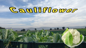 طبیعت زیبای مزارع عقیلی(گل کلم...