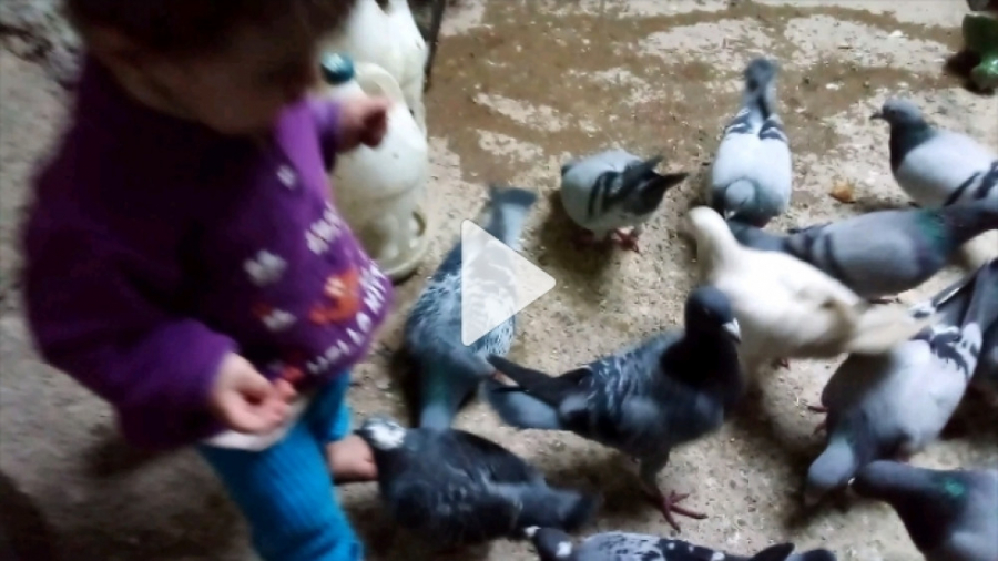 دان خوردن کبوتر پلاکی پیمان