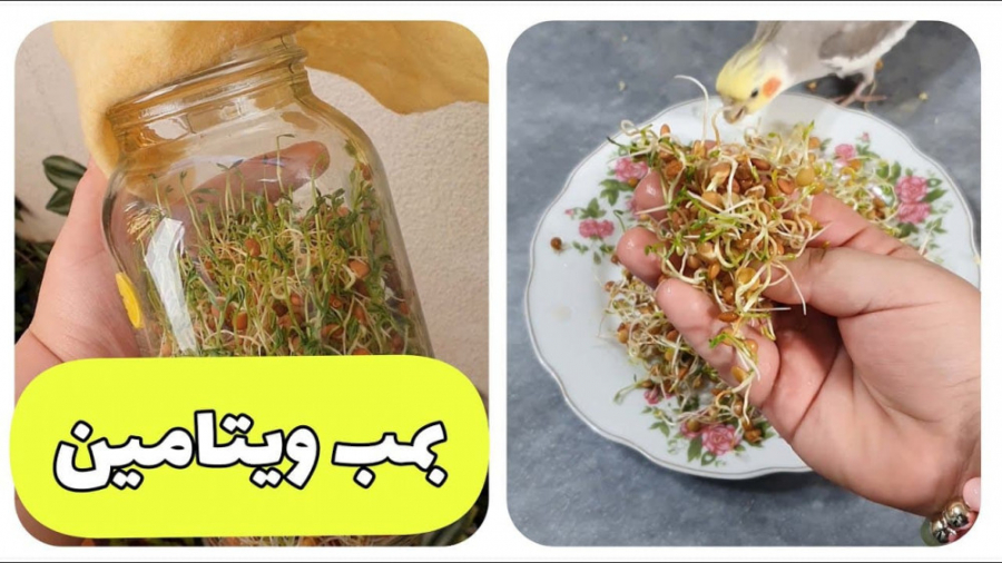 سریع ترین راه سبز کردن جوانه ه...