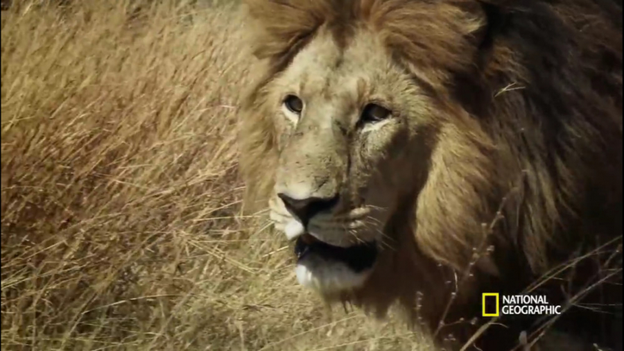 دان تاریکی ( قسمت کامل ) پادشا...