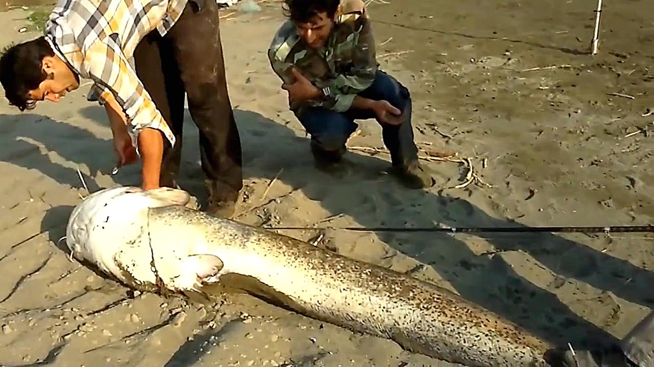 ماهی اسبله 60 کیلو