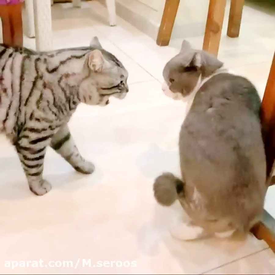 رفاقت به این میگن خخخ