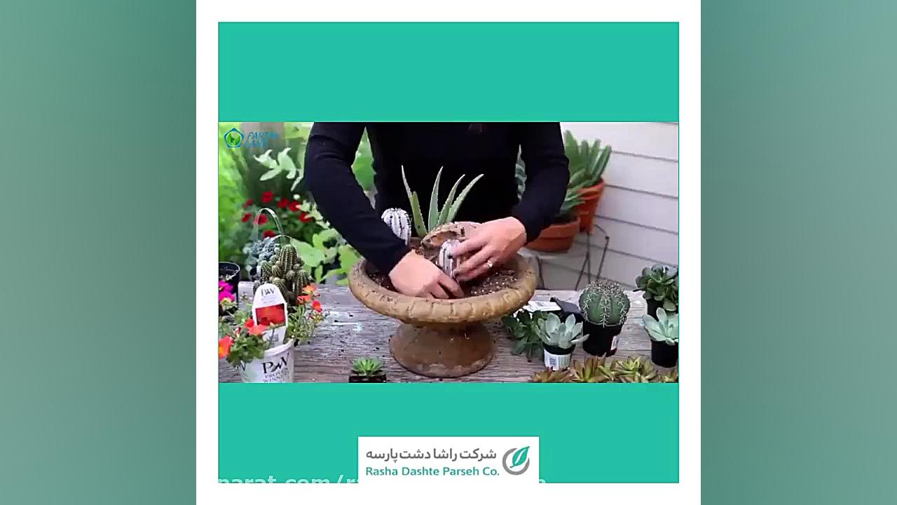 دیش گاردن (چیدمان ساکولنت)