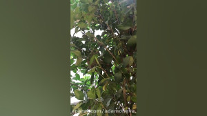 فروش آپارتمان 223 متر ولنجک