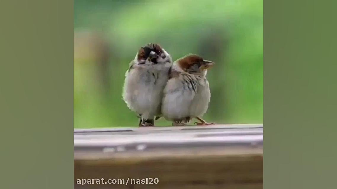 کلیپ عاشقانه  کلیپ برای استوری...