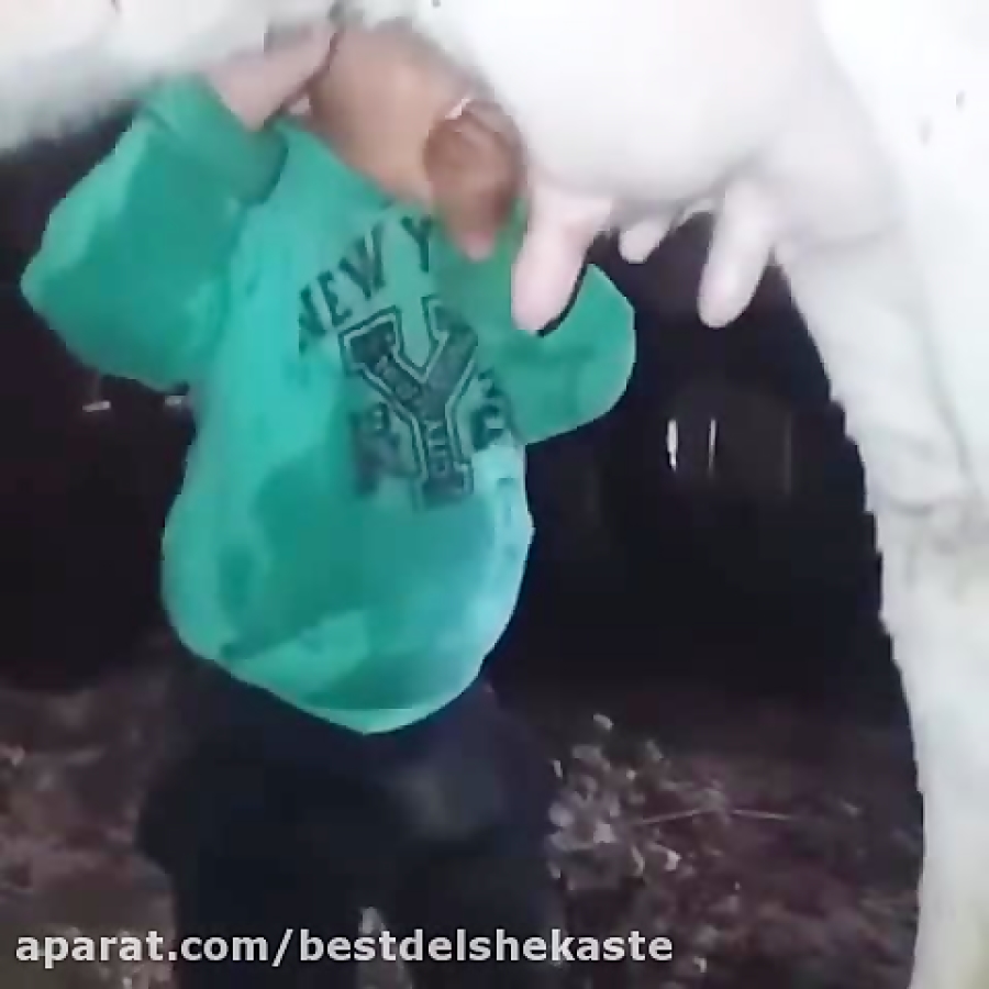 کلیپ باحال خنده دار  شیر خوردن...