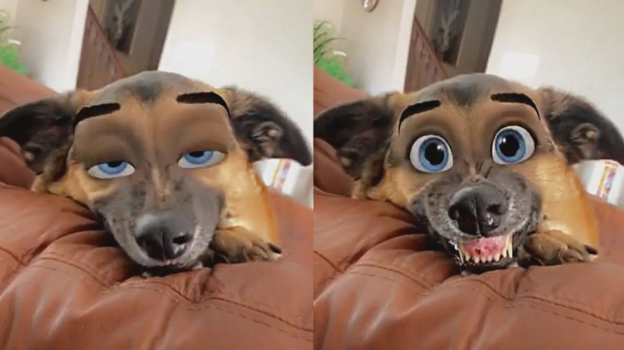 کلیپ خنده دار حیوانات با فیلتر...