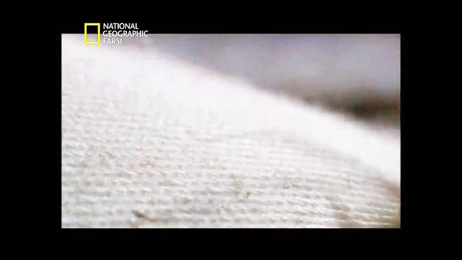 خطرناک ترین حیوانات آمریکای شم...