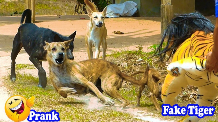 کلیپ خنده دار حیوانات  ببر جعل...