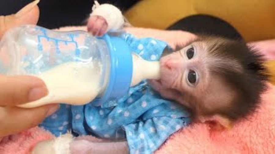 شیردادن به بچه میمون تازه متول...
