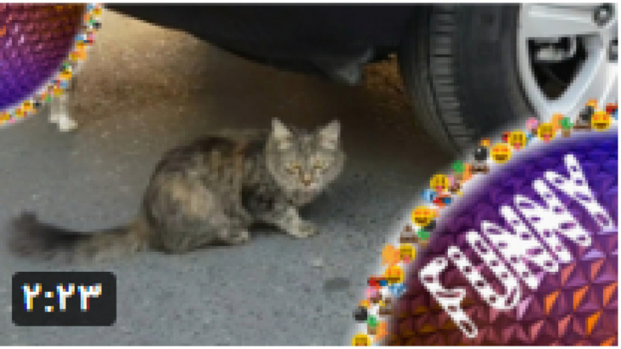 له کردن پیشی زیبا با ماشین له...