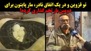 قزوینیا کاری کردن مار پیتون دو...