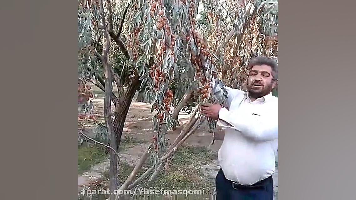 فروش نهال سنجد حاج حسین ۰۹۱۴۸۲...