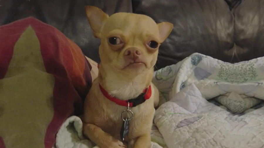 بامزه ترین حیوانات  فیلم های خ...