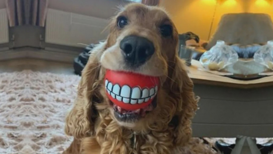 کلیپ طنز حیوانات  سگ های خنده...