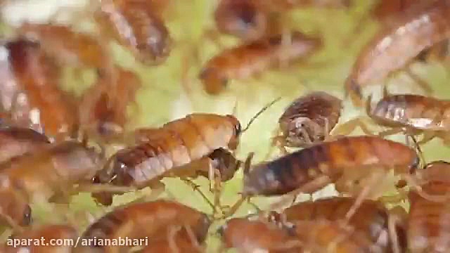 واکنش سوسک ها به میوه و ماهی