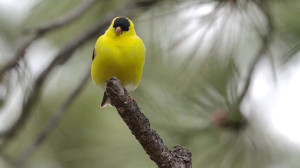سال نو مبارک