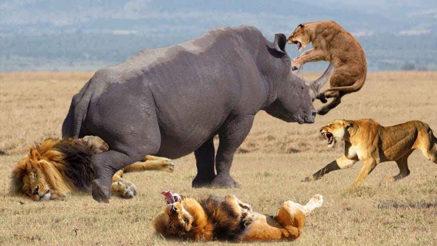 حیات وحش، حمله شیر کرگدن در مق...