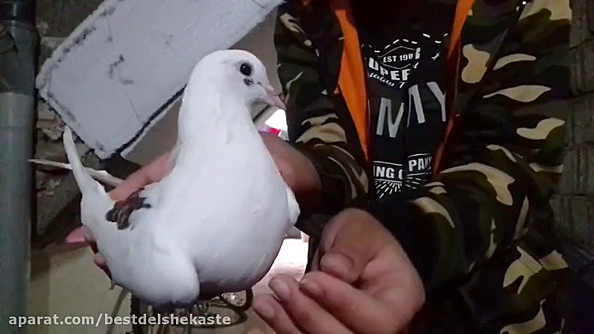 نمایش کبوتر ها با داش علی  کلی...