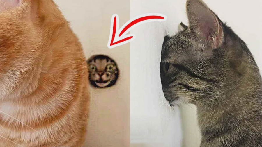 فیلم خنده دار حیوانات  حیوانات...