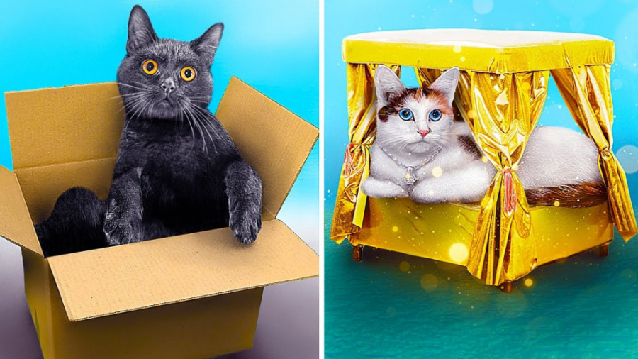 حیوانات خانگی پولدار  حیوانات...